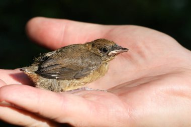 Bir bebek Blackcap, Sylvia atricapilla, avucunun içinde oturuyor..