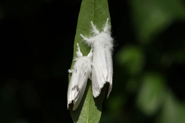 Par Mariposa Cauda Marrom Euproctis Chrysorrhoea Descansando Uma Folha — Fotografia de Stock
