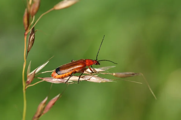 Ein Gemeiner Roter Soldatenkäfer Rhagonycha Fulva Auf Grassamen Auf Einer — Stockfoto