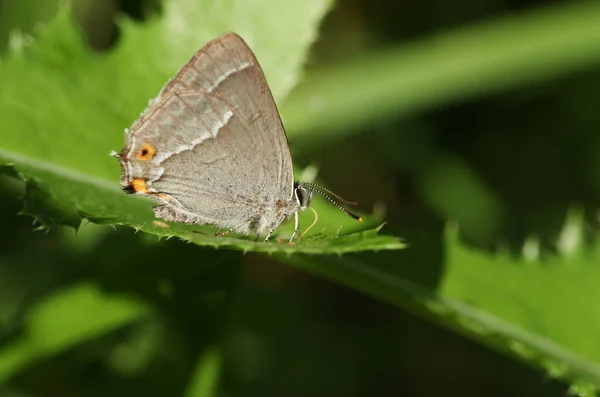 Porte Queue Pourpre Favonius Quercus Nourrissant Humidité Sur Une Feuille — Photo