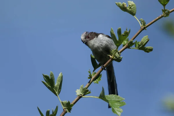 Cute Baby Long Tailed Tit Aegithalos Caudatus Perching Branch Hawthorn — Stok fotoğraf