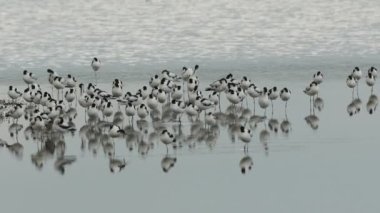 Bir Avocet sürüsü, Recurvirostra avosetta, Norfolk kıyısındaki bir tatlı su nehrinde dinleniyor, hazırlanıyor ve besleniyorlar..