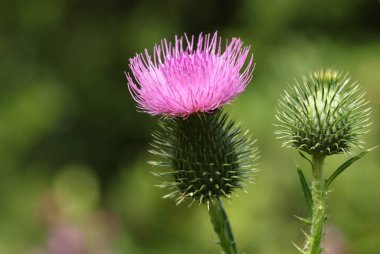 Bir mızrak, Cirsium vulgare, çayırda yetişiyor..
