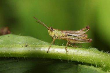 Bir çayır Çekirgesi, Korthippus Paralelus, çayırdaki bir yaprak üzerinde.
