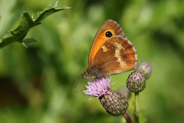 Bir Gatekeeper Kelebeği Pyronia Tithonus Bir Devedikeni Dölleyen — Stok fotoğraf