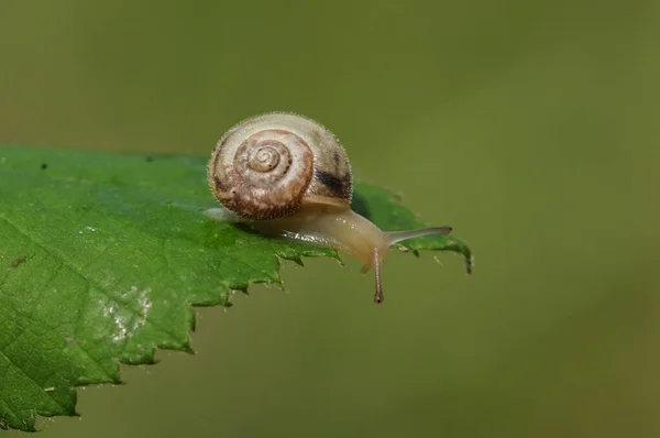 小さな毛深いカタツムリ Trochulus Hispidus 木の葉の上を這う草原の端 — ストック写真