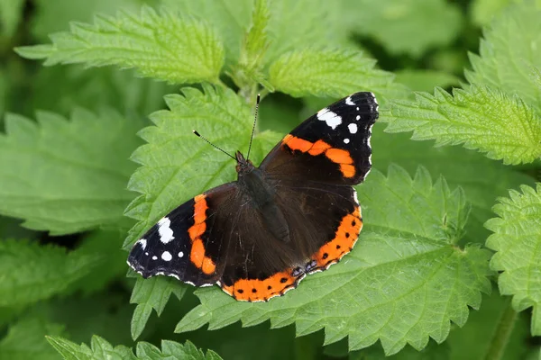 Pretty Red Admiral Butterfly Vanessa Atalanta Perched Stinging Nettle Leaf — Stock Photo, Image