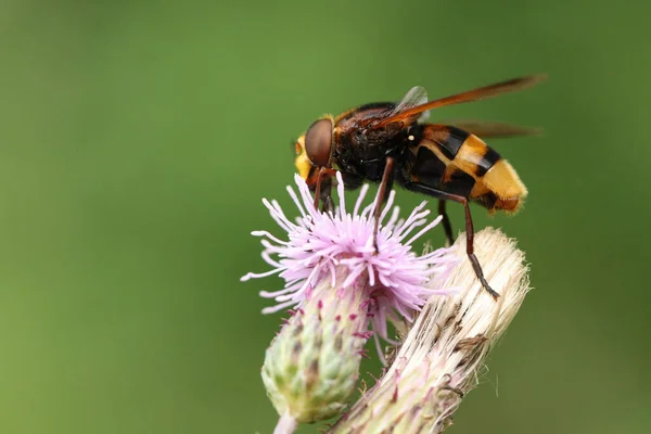 Hornet Mimic Hoverfly Volucella Zonaria Polinizando Una Flor Cardo Que —  Fotos de Stock