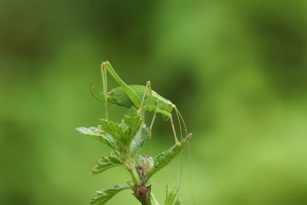 Speckled Bush Cricket Leptophyes Punctatissima Standing Top Plant — Stock Photo, Image