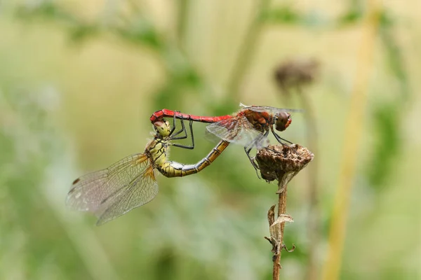 Parning Par Ruddy Darter Dragonfly Sympetrum Sanguineum Sittande Växt — Stockfoto