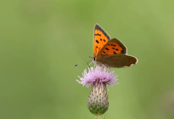 一只小铜蝴蝶 Lycaena Phlaeas 授粉了一朵花 — 图库照片