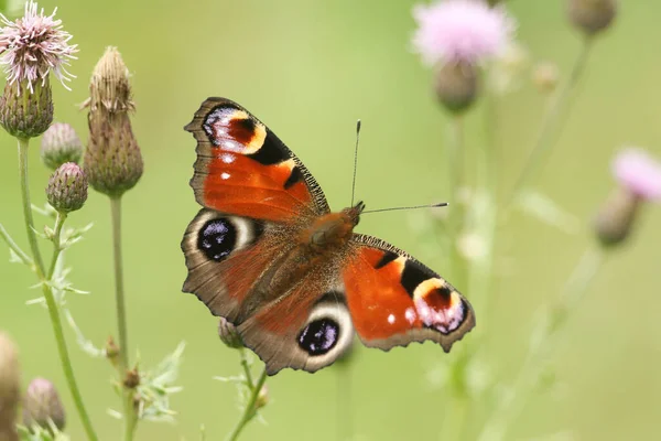 一只孔雀蝴蝶 阿格拉伊奥 在草地上给一朵花授粉 — 图库照片