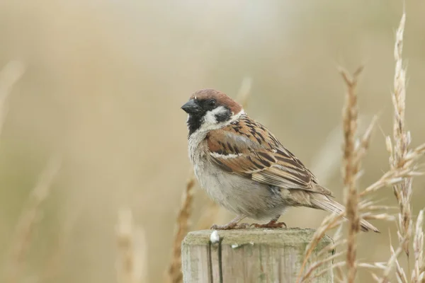 Редкое Дерево Воробей Passer Montanus Сидя Деревянном Столбе Забора — стоковое фото