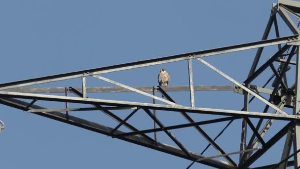 Halcón Peregrino Falco Peregrinus Posado Cerca Cima Pilón Eléctrico — Vídeos de Stock