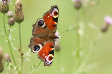 Bir Tavuskuşu Kelebeği, Aglais io, çayırdaki bir devedikeni tozlaştırıyor..
