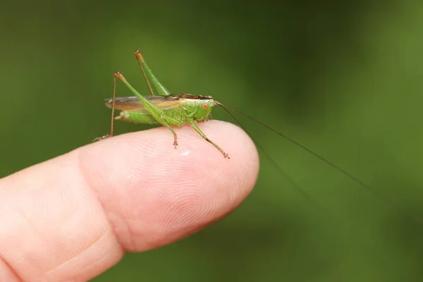 Long Winged Cone Head Cricket Conocephalus Fuscus Sitting Persons Finger — Stock Photo, Image
