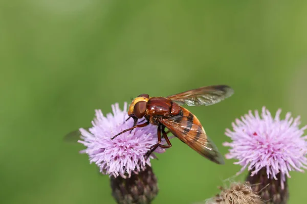 Hornet Mimic Hoverfly Volucella Zonaria Polinizando Una Flor Cardo Que —  Fotos de Stock