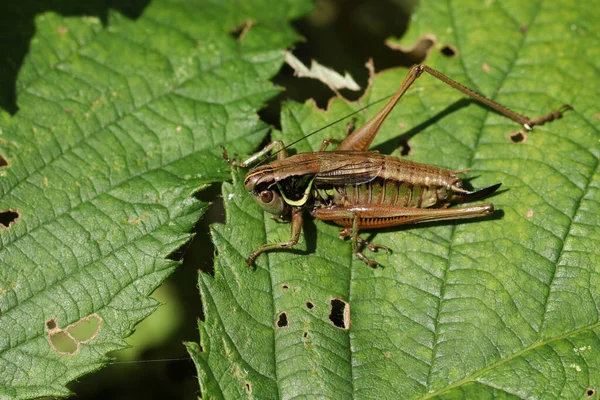 Eine Roesel Buschgrille Metrioptera Roeselii Ruht Auf Einem Blatt Auf — Stockfoto