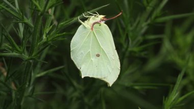 Yeni ortaya çıkmış bir Brimstone Kelebeği, Gonepteryx rhamni, Gorse çalılığında dinleniyor..