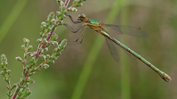 Samica Emerald Damselfly Lestes Sponsa Usiadła Wrzosowym Kwiatku — Wideo stockowe