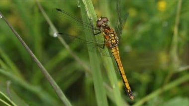 Bir Black Darter Dragonfly, Sympetrum danae, bir ot sapına tünemiş..