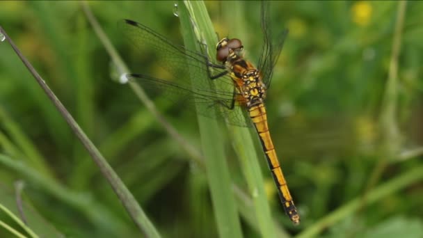 Una Libélula Darter Negra Sympetrum Danae Encaramada Una Brizna Hierba — Vídeo de stock