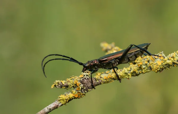 Musk Beetle Lampyris Noctiluca Displaying Twig — Stock Photo, Image