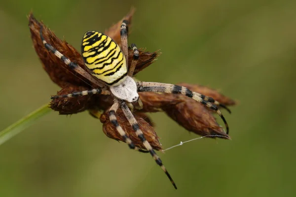 Eine Jagende Wespenspinne Argiope Bruennichi Auf Einem Schilf — Stockfoto