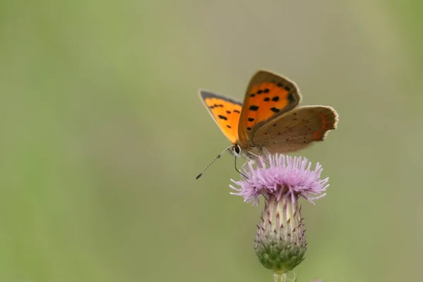 一只小铜蝴蝶 Lycaena Phlaeas 授粉了一朵花 — 图库照片