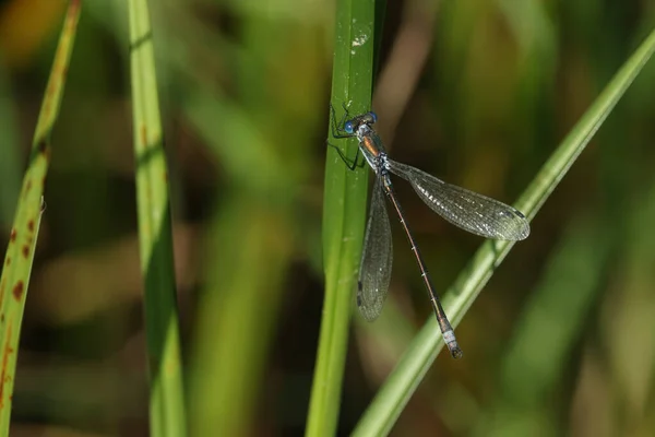 Rare Scarce Emerald Damselfly Lestes Dryas Perching Reed Edge Stream — Stock Photo, Image