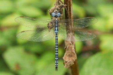 Güney göçmen yusufçuğu Aeshna affinis, İngiltere 'de bir bitki kökü üzerinde dinleniyor..