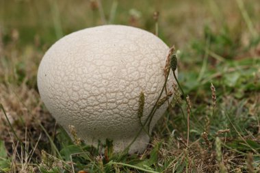 Geniş bir tütsülenmiş top, Calvatia utriforis, çayırlarda yetişiyor..