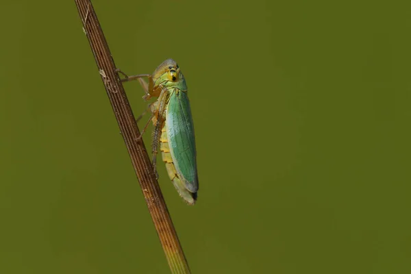 Green Leaf Hopper Cicadella Viridis Resting Plant Stem — Stock Photo, Image