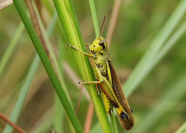 Ένα Σπάνιο Αρσενικό Μεγάλο Marsh Grasshopper Stethophyma Grossum Στηρίζεται Γρασίδι — Φωτογραφία Αρχείου