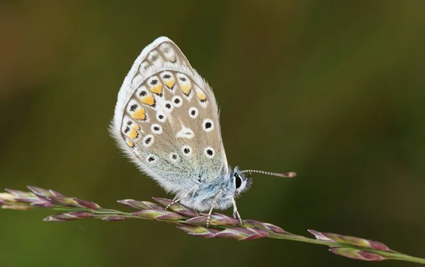 Una Mariposa Azul Común Polyommatus Icarus Descansando Sobre Semillas Hierba — Foto de Stock