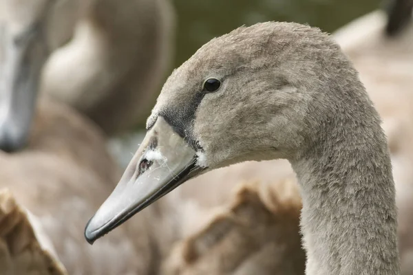 Ein Kopfschuss Eines Jugendlichen Höckerschwans Cygnus Olor — Stockfoto