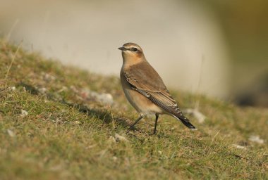 Bir Wheatear, Oenanthe Oenanthe, bir tarlada duruyor. İngiltere 'ye yaz ziyaretçisi ve böcek avlıyor..