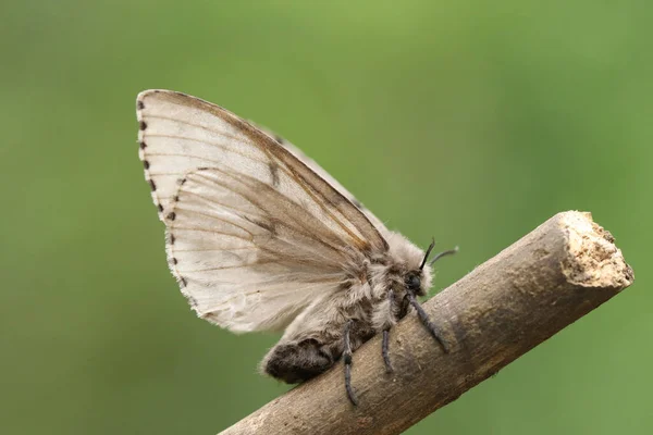 Μια Gypsy Moth Lymantria Dispar Σκαρφαλωμένη Ένα Κλαδί — Φωτογραφία Αρχείου