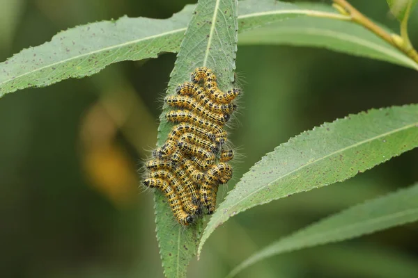 Number Buff Tip Moth Caterpillar Phalera Bucephala Feeding Willow Tree — Stock Photo, Image