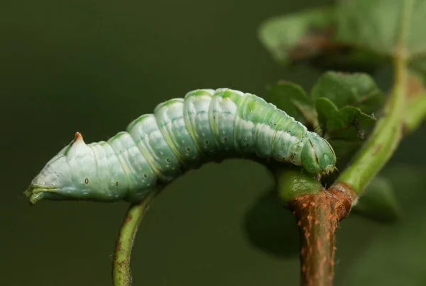 Μια Maple Εξέχουσα Πεταλούδα Caterpillar Ptilodon Cucullina Τρέφεται Φύλλα Ενός — Φωτογραφία Αρχείου