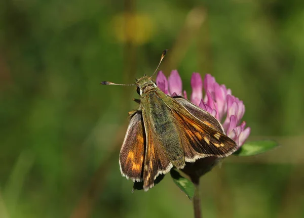 Una Rara Mariposa Patrón Manchado Plata Hesperia Coma Nectaring Clover — Foto de Stock