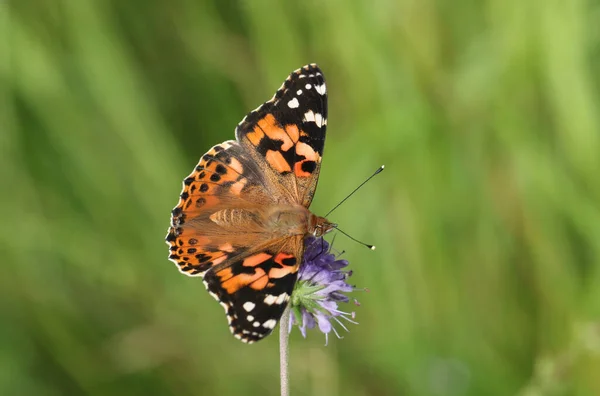 Beautiful Painted Lady Butterfly Vanessa Cardui Nectaring Scabious Wildflower — Stock Photo, Image