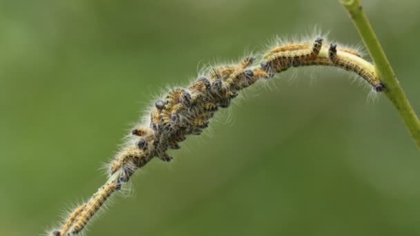 Ett Antal Buff Tip Moth Caterpillar Phalera Bucephala Livnär Sig — Stockvideo