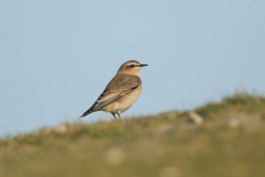 Bir Wheatear, Oenanthe Oenanthe, bir tarlada duruyor. İngiltere 'ye yaz ziyaretçisi ve böcek avlıyor..