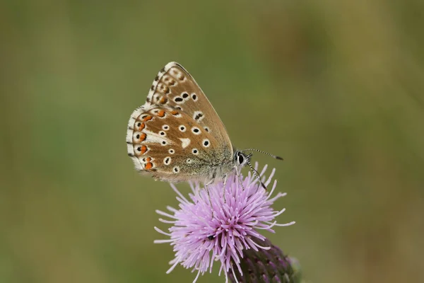 Papillon Bleu Adonis Polyommatus Bellargus Perché Sur Une Fleur Chardon — Photo