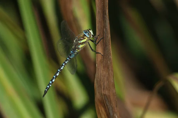 Maschio Migrante Hawker Dragonfly Aeshna Mixta Appollaiato Una Canna Sul — Foto Stock