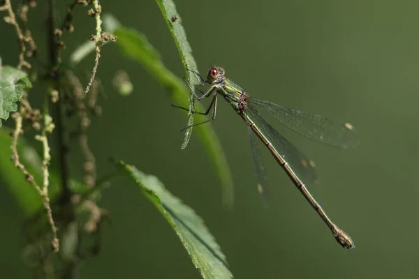 Una Damigella Salice Smeraldo Femmina Chalcolestes Viridis Appollaiata Una Foglia — Foto Stock