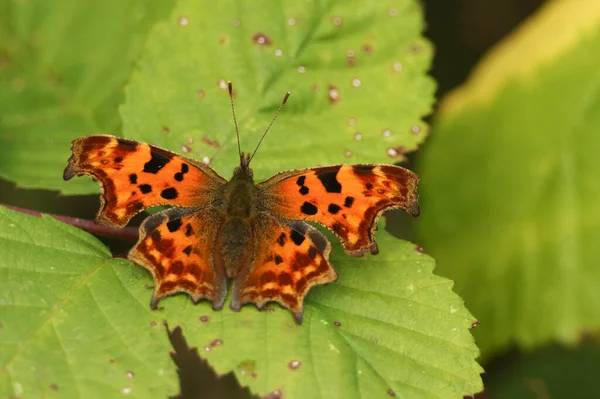 Pretty Comma Butterfly Polygonia Album Perched Bramble Leaf — Stock Photo, Image