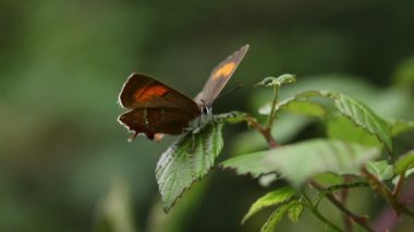 Nadir bir kahverengi saç çizgisi Kelebek, yaprağın üzerinde tünemiş betula.