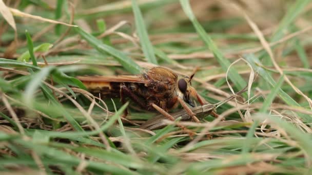 珍しいHornet Robberfly Asilus Crabroniformis その獲物に餌を与えるより少ないマーシュGrasshopper Chordippus Albomarginatus — ストック動画